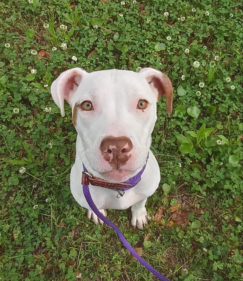 Enlarge Dot, a Adopted mixed breed in Ridgeland, SC image 3/5