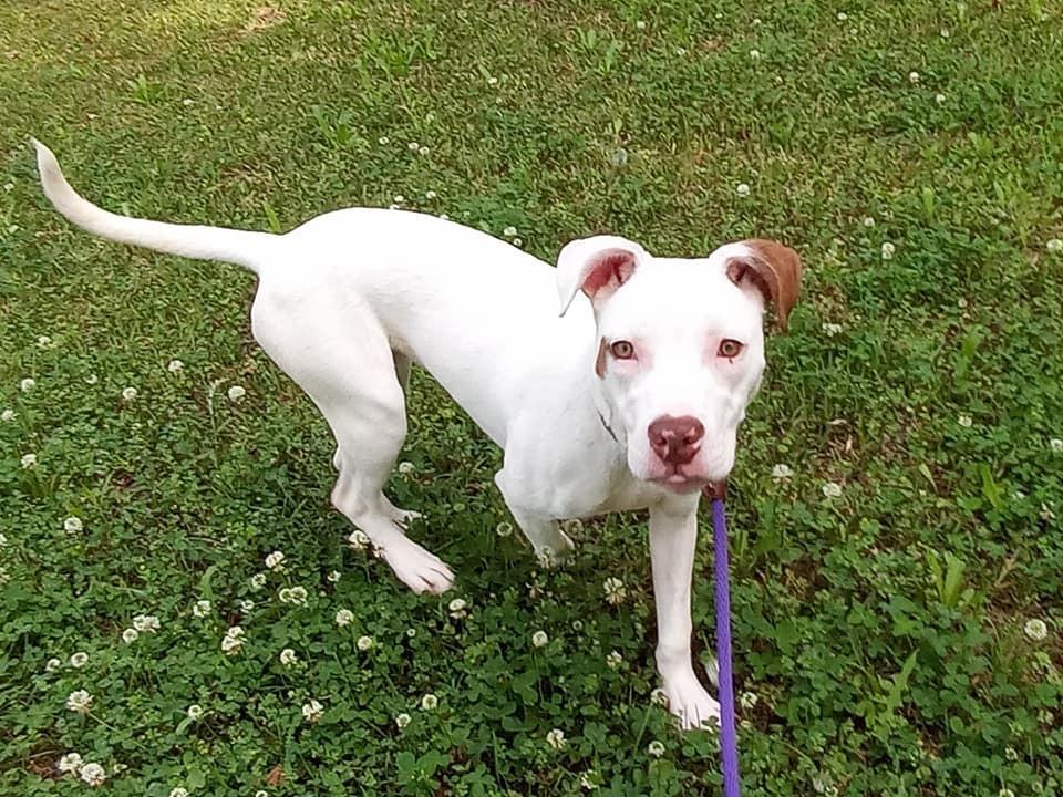 Enlarge Dot, a Adopted mixed breed in Ridgeland, SC image 4/5