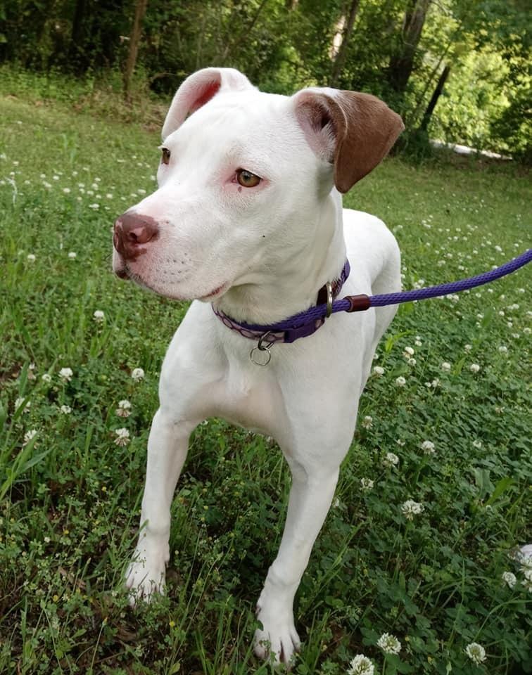 Enlarge Dot, a Adopted mixed breed in Ridgeland, SC image 5/5