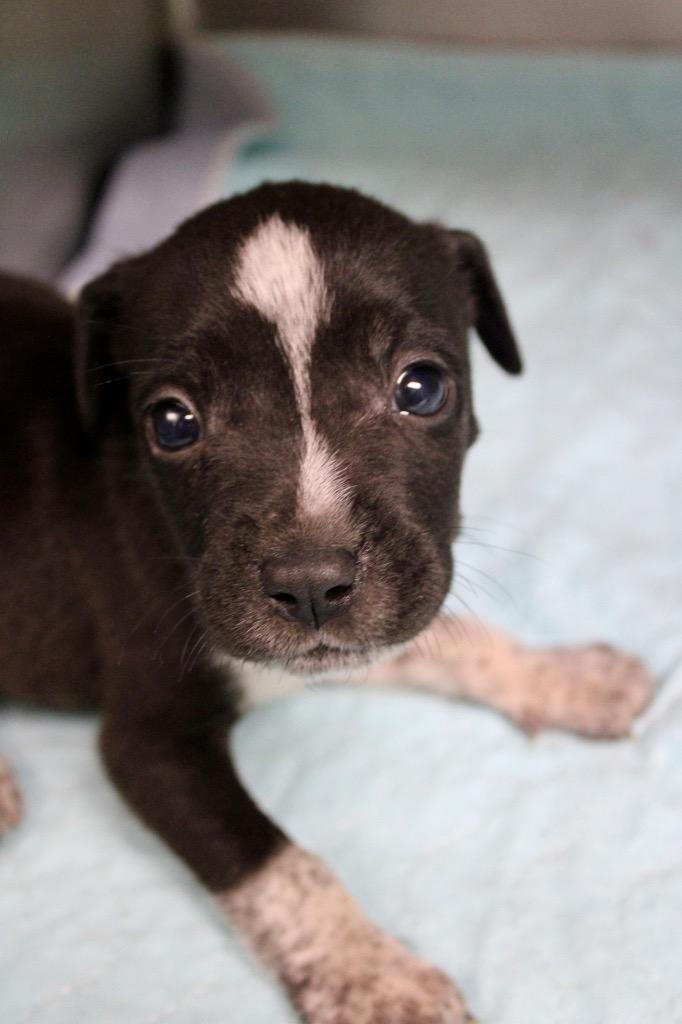 Bo Peep, Adoptable, Puppy Female Mixed Breed.