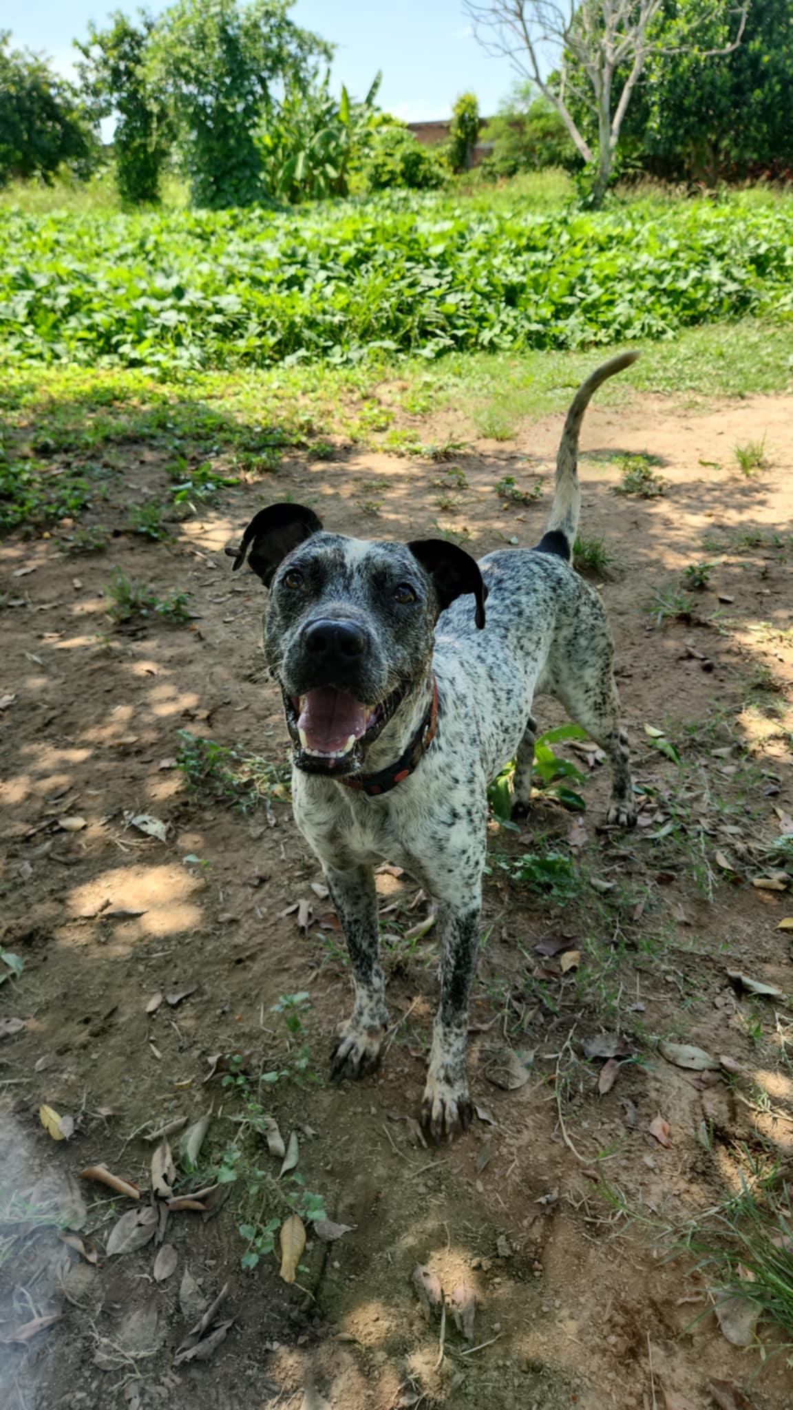 Tinsel, Adoptable, Adult Female Mixed Breed.