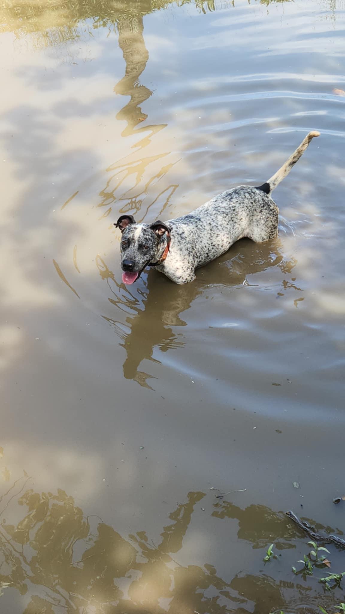 Enlarge Tinsel, a Adoptable Mixed Breed in EL COLORADO, JAL image 2/6