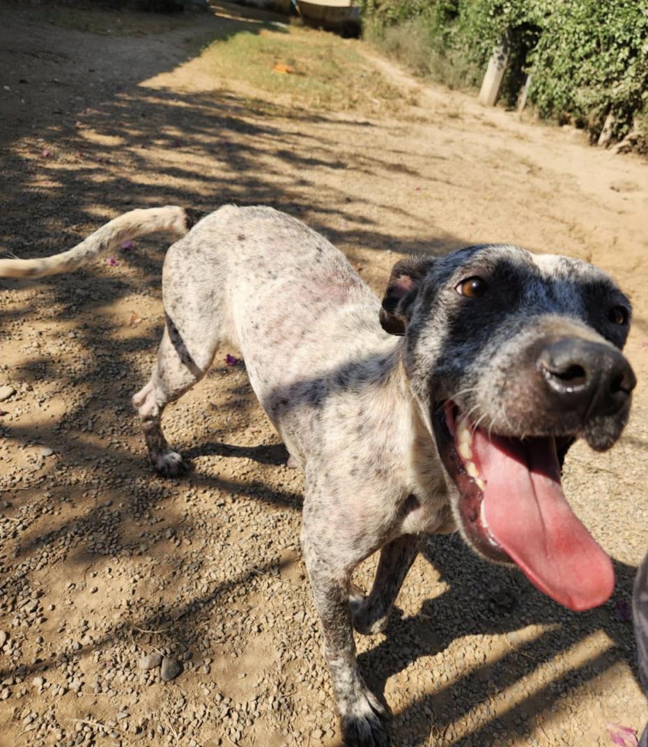 Tinsel, an adoptable Mixed Breed in EL COLORADO, JAL, 48265 | Photo Image 5