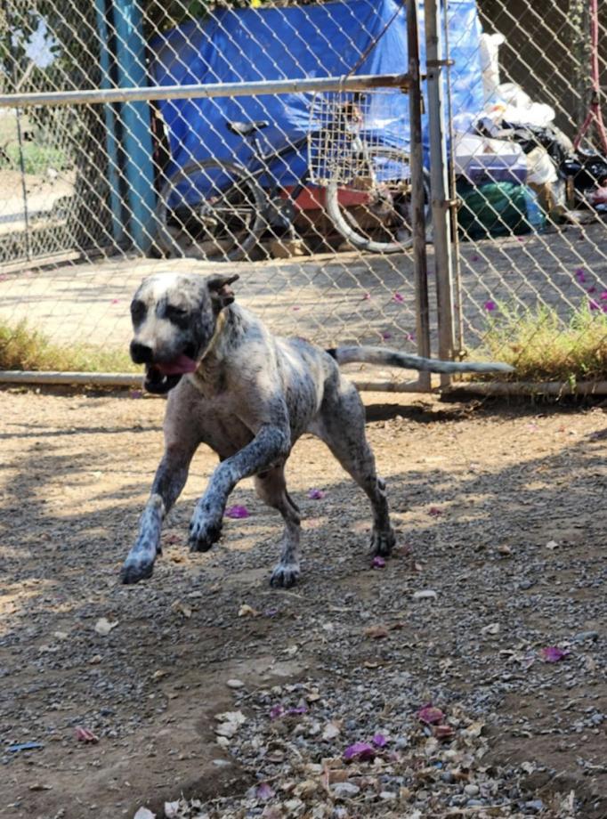 Enlarge Tinsel, a Adoptable Mixed Breed in EL COLORADO, JAL image 4/6