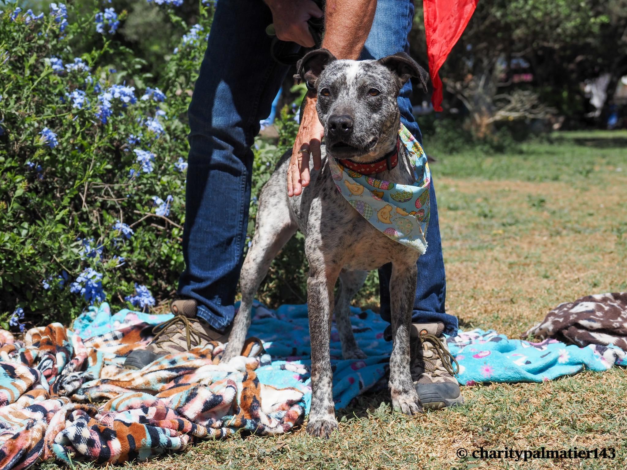 Enlarge Tinsel, a Adoptable Mixed Breed in EL COLORADO, JAL image 5/6