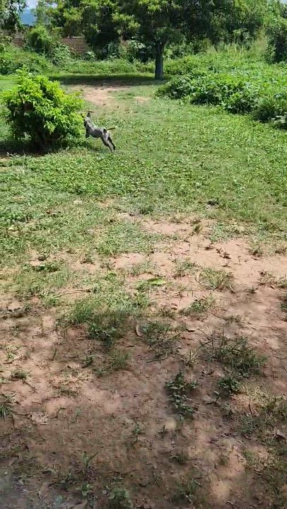 Enlarge Tinsel, a Adoptable Mixed Breed in EL COLORADO, JAL video 6/6