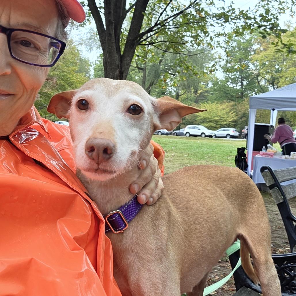 Enlarge Chispa, a Adoptable mixed breed in Newark, NJ image 1/4