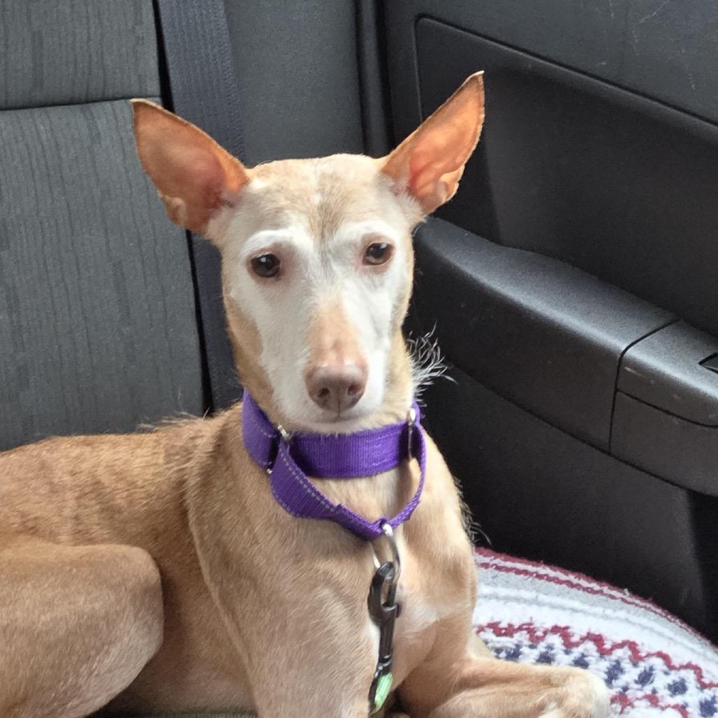 Enlarge Chispa, a Adoptable mixed breed in Newark, NJ image 3/4