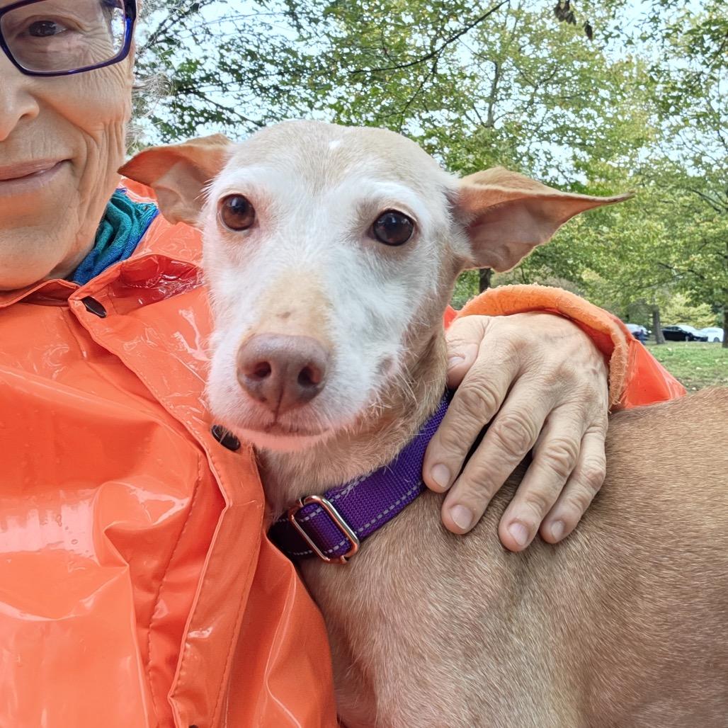 Enlarge Chispa, a Adoptable mixed breed in Newark, NJ image 4/4