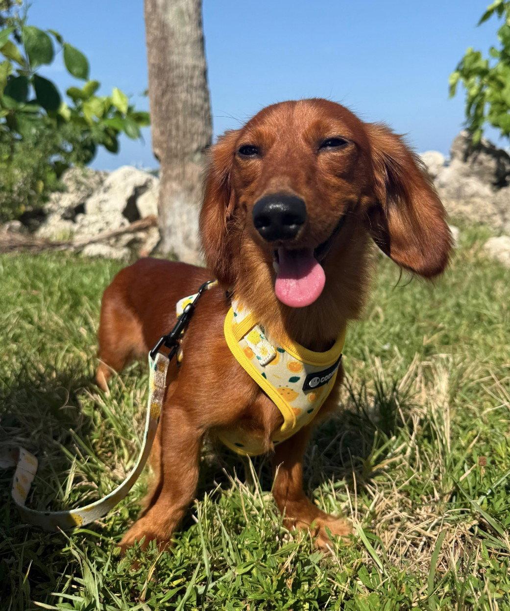 Monti, Adopted, Young Male Dachshund.