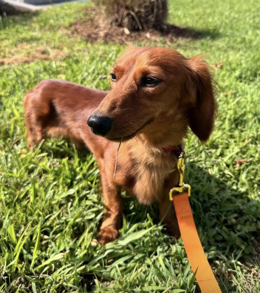 Monti, a Adopted Dachshund in West Columbia, SC image 2/3