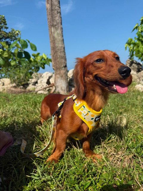 Monti, a Adopted Dachshund in West Columbia, SC image 3/3
