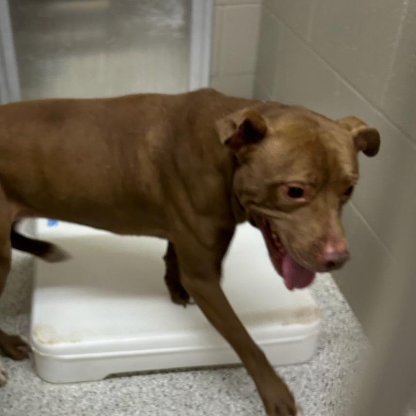 Junebug, Adoptable, Adult Female American Staffordshire Terrier & Mixed Breed.