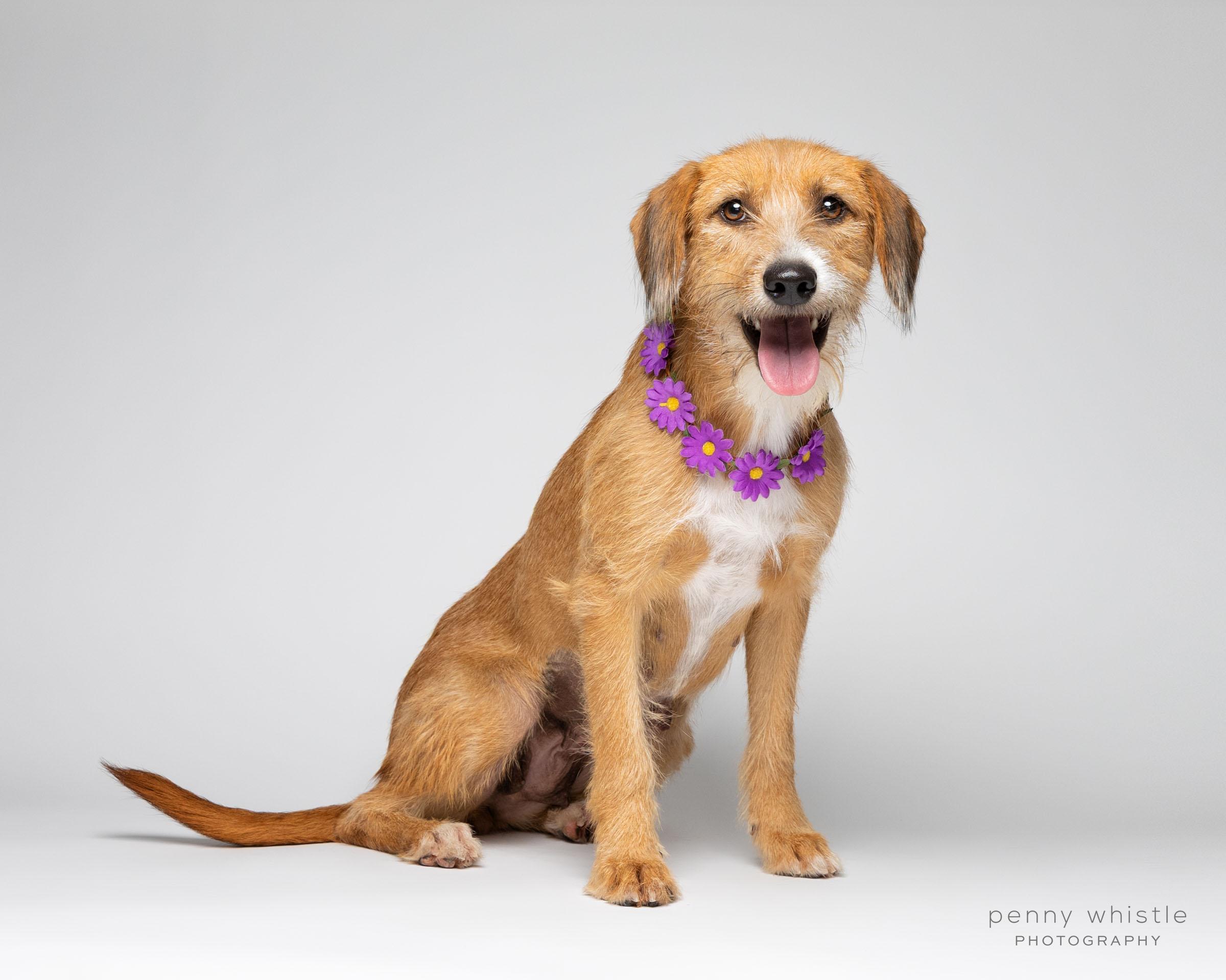 Enlarge Ruby, a Adoptable mixed breed in Coppell, TX image 2/4