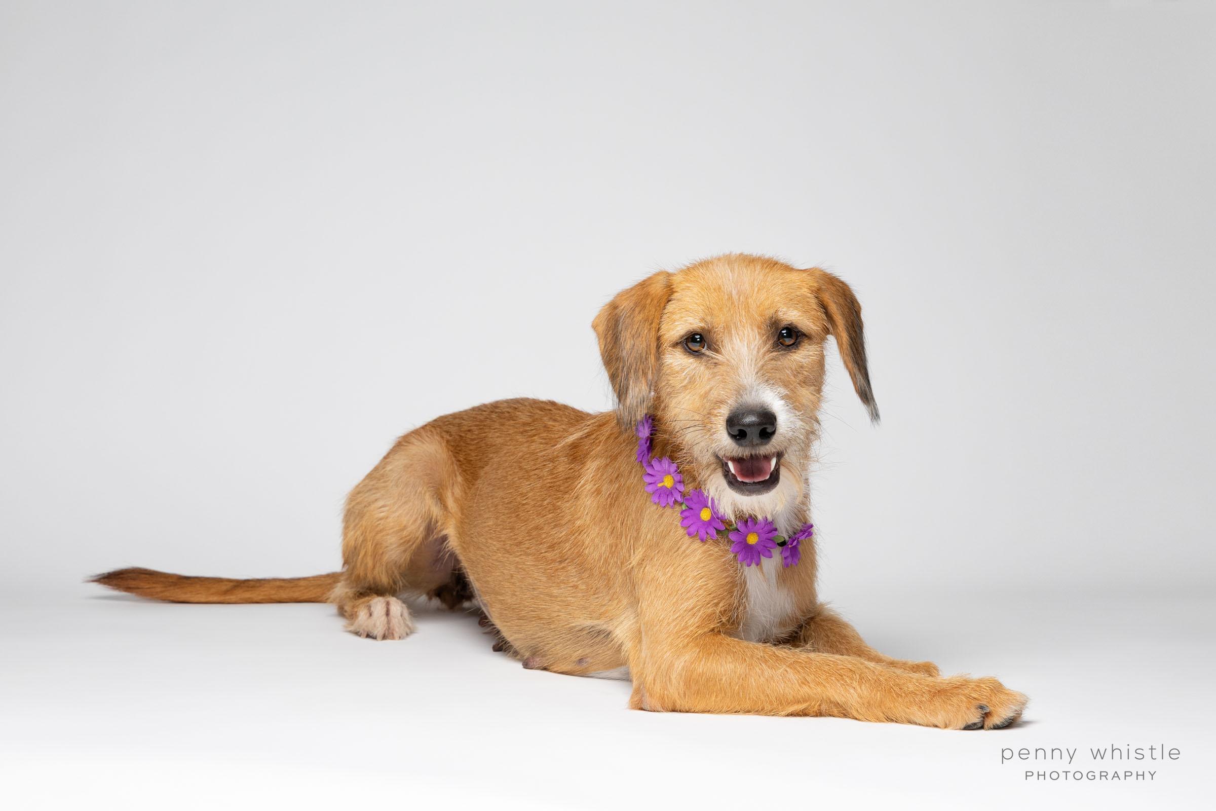 Enlarge Ruby, a Adoptable mixed breed in Coppell, TX image 3/4