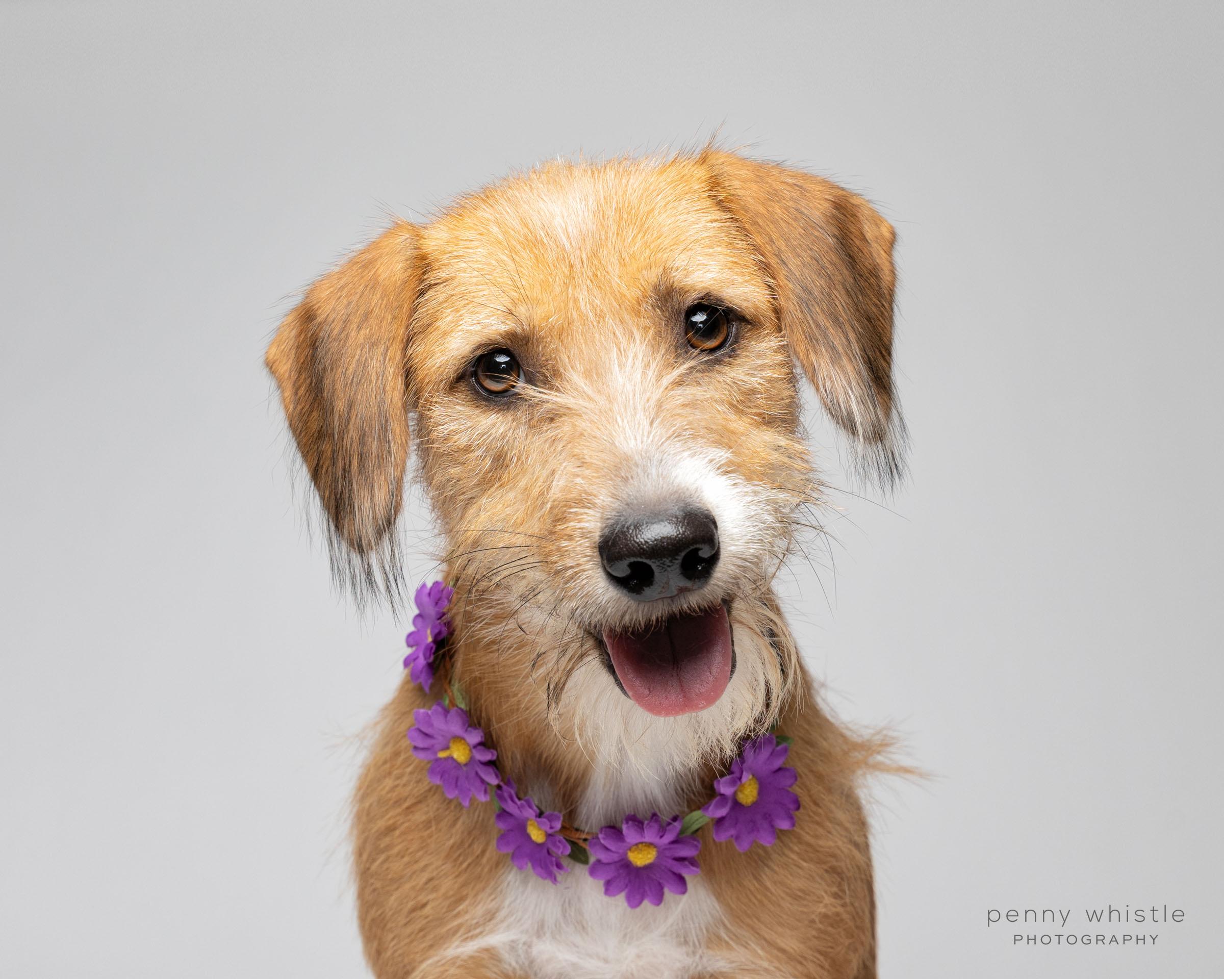 Ruby, Adoptable, Adult Female Beagle & Terrier.