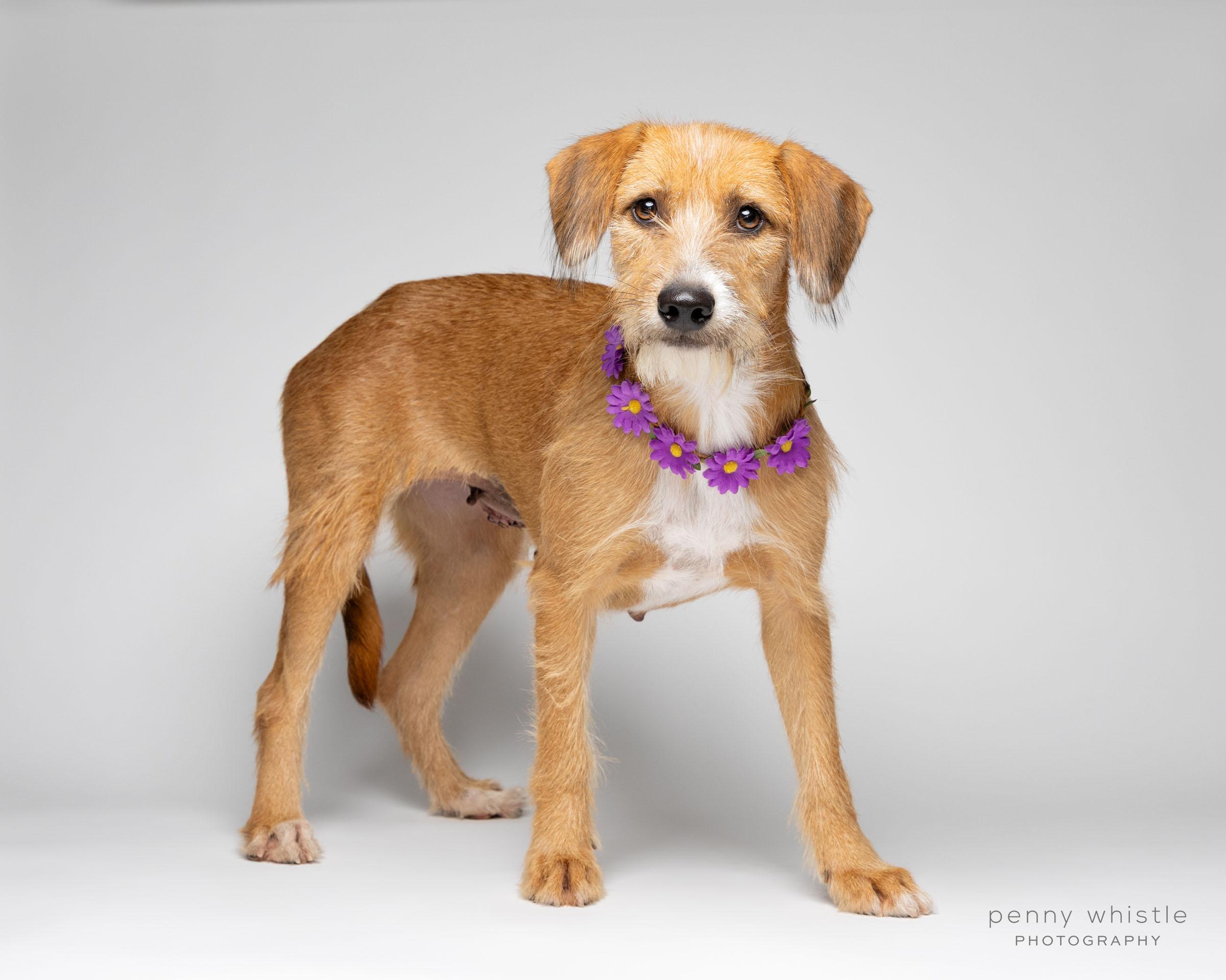 Enlarge Ruby, a Adoptable mixed breed in Coppell, TX image 4/4