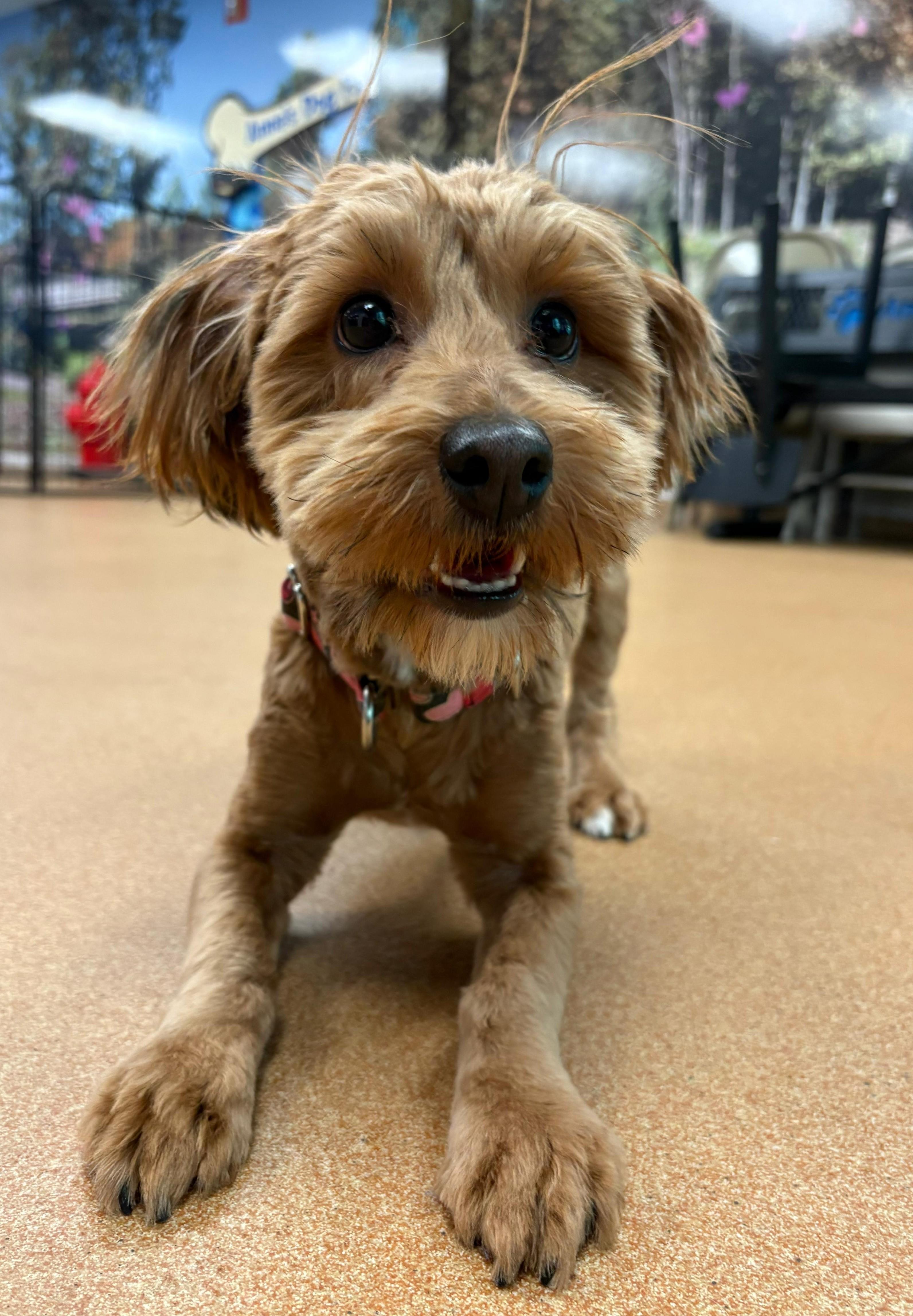 Patrick Digby O'Malley, an adopted mixed breed in Norwalk, CT image 2/5