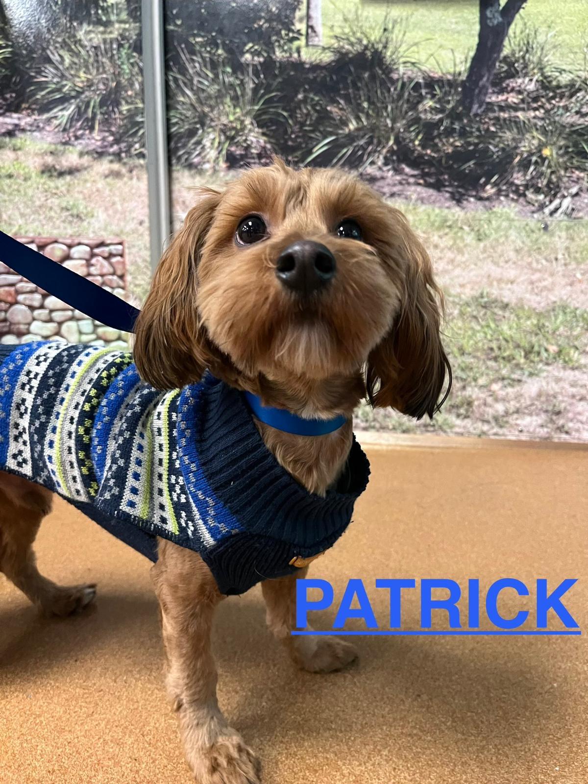 Patrick Digby O'Malley, an adopted mixed breed in Norwalk, CT image 5/5
