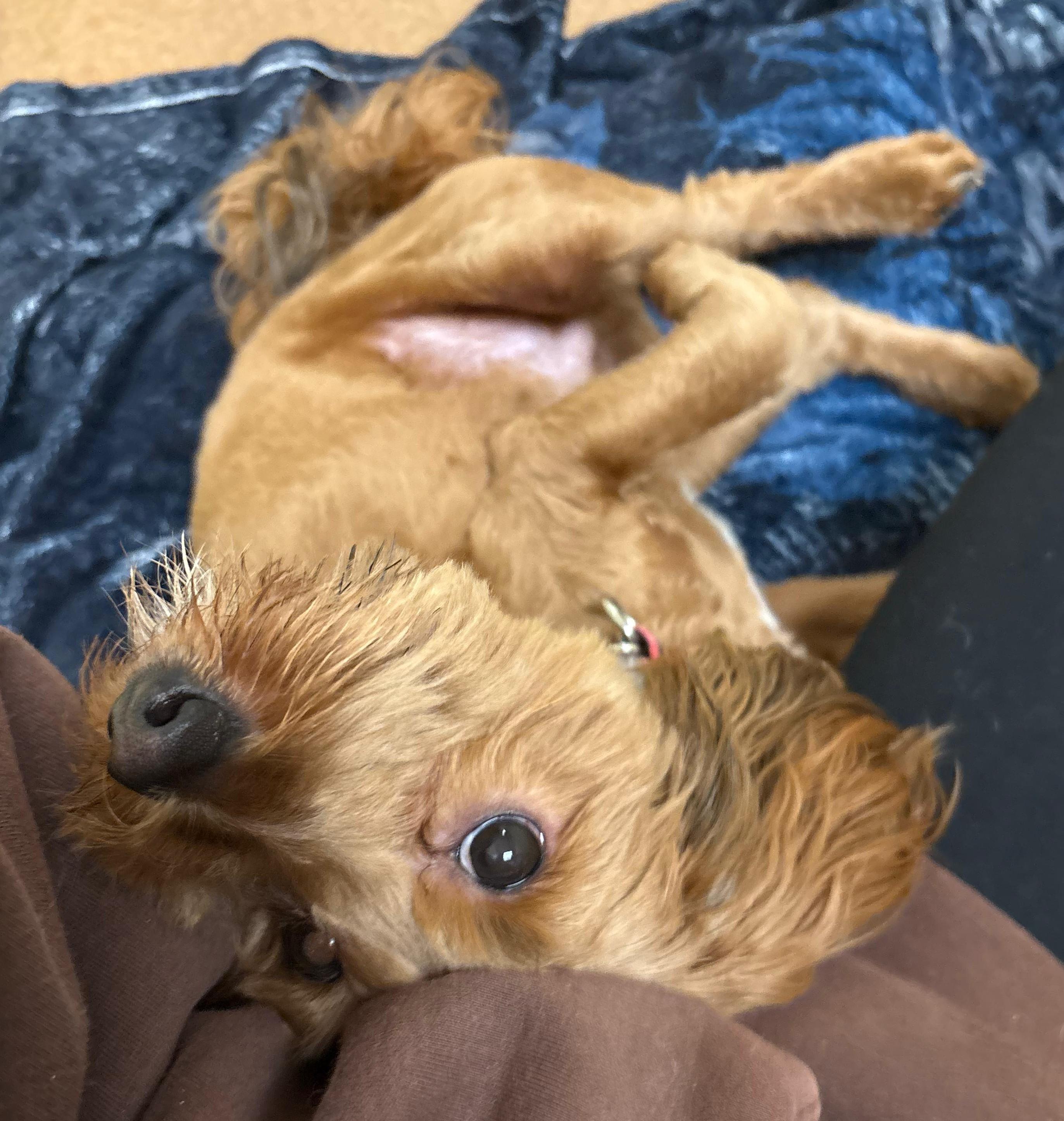 Patrick Digby O'Malley, an adopted mixed breed in Norwalk, CT image 4/5