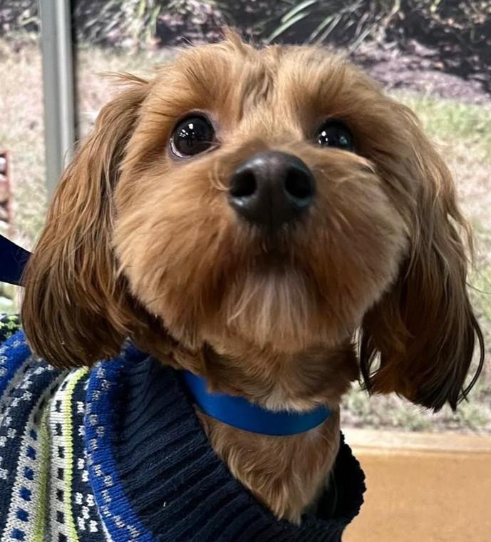 Patrick Digby O'Malley, an adopted mixed breed in Norwalk, CT image 1/5