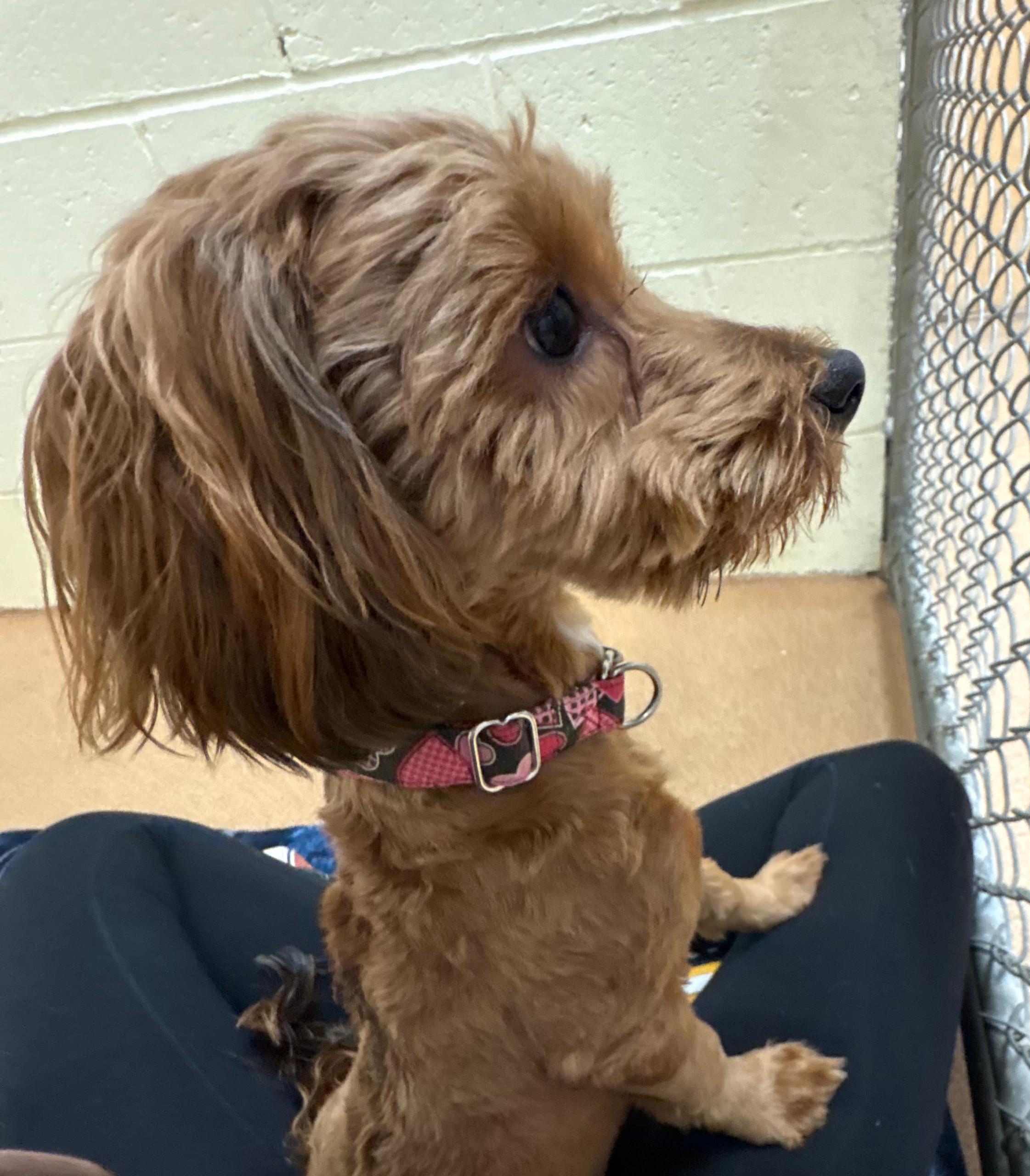 Patrick Digby O'Malley, an adopted mixed breed in Norwalk, CT image 3/5