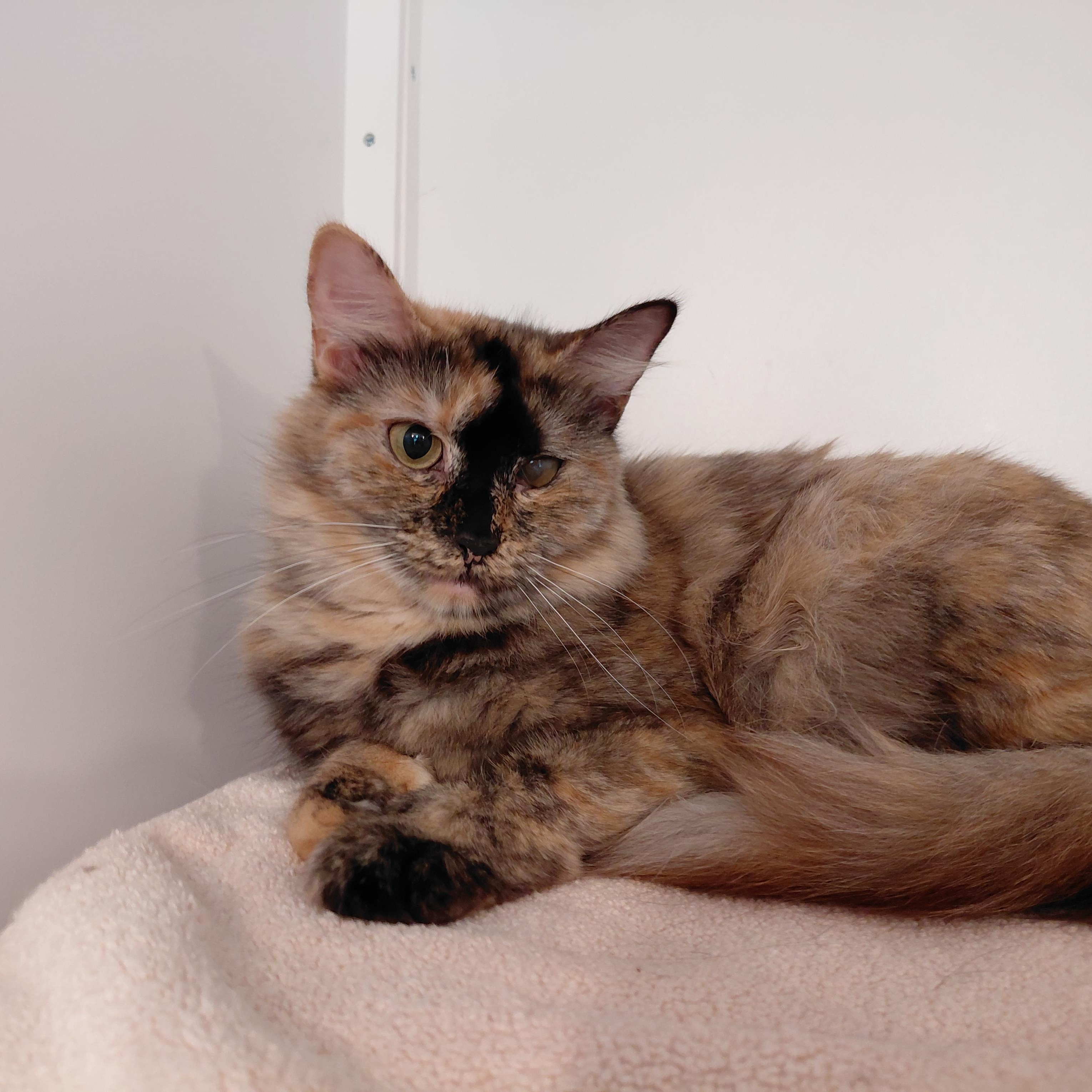 Elara, a ADOPTABLE Domestic Medium Hair in Littleton, NH image 3/6