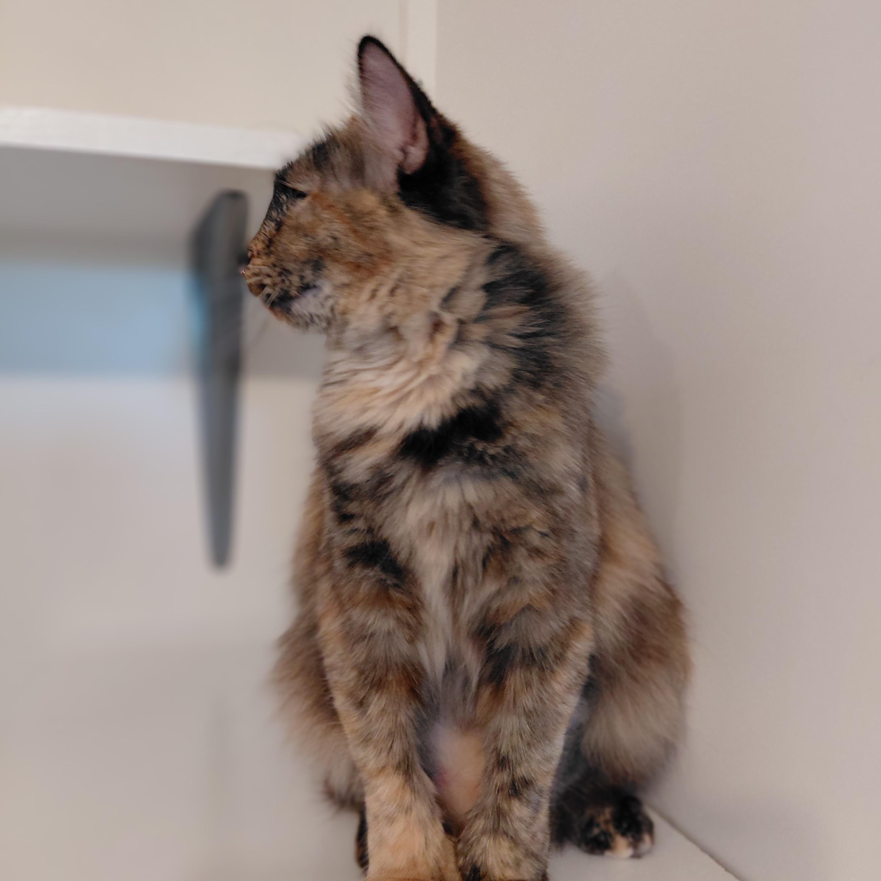 Elara, a ADOPTABLE Domestic Medium Hair in Littleton, NH image 4/6