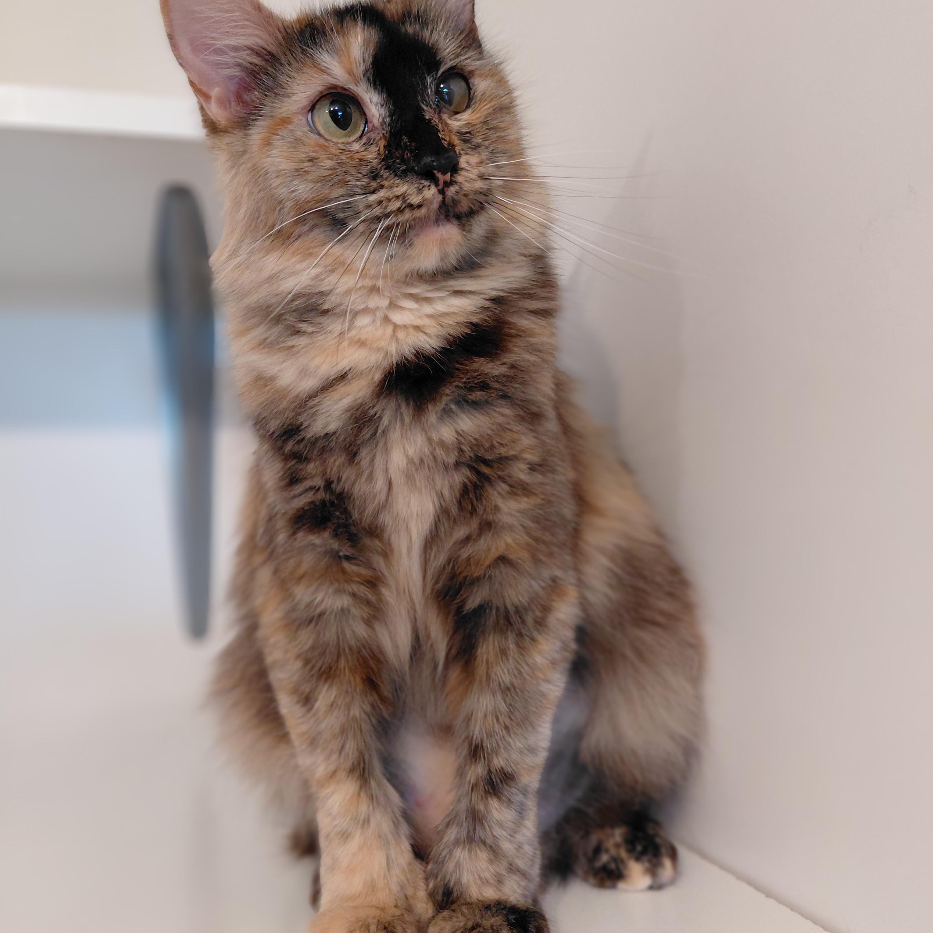 Elara, a ADOPTABLE Domestic Medium Hair in Littleton, NH image 2/6