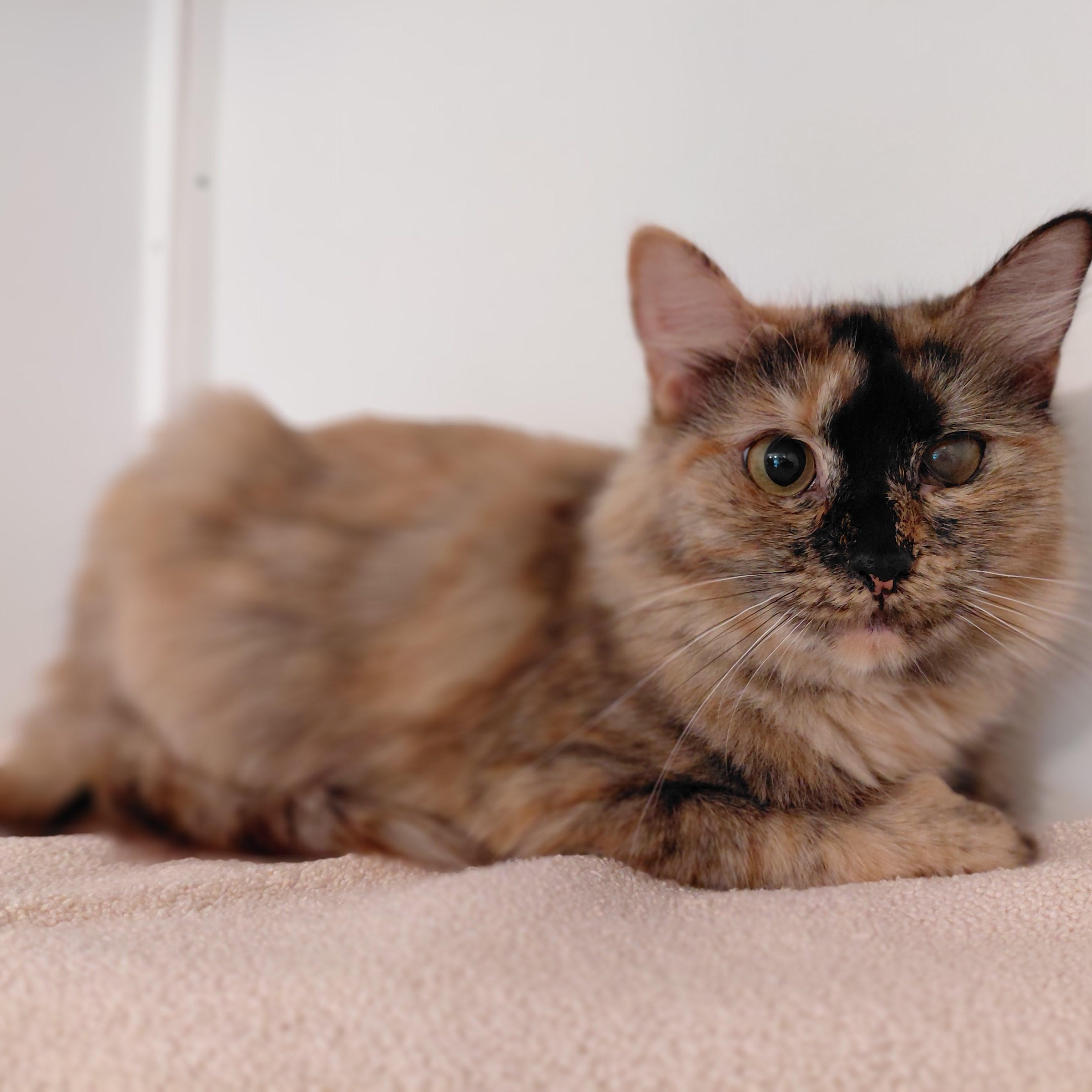 Elara, a ADOPTABLE Domestic Medium Hair in Littleton, NH image 5/6