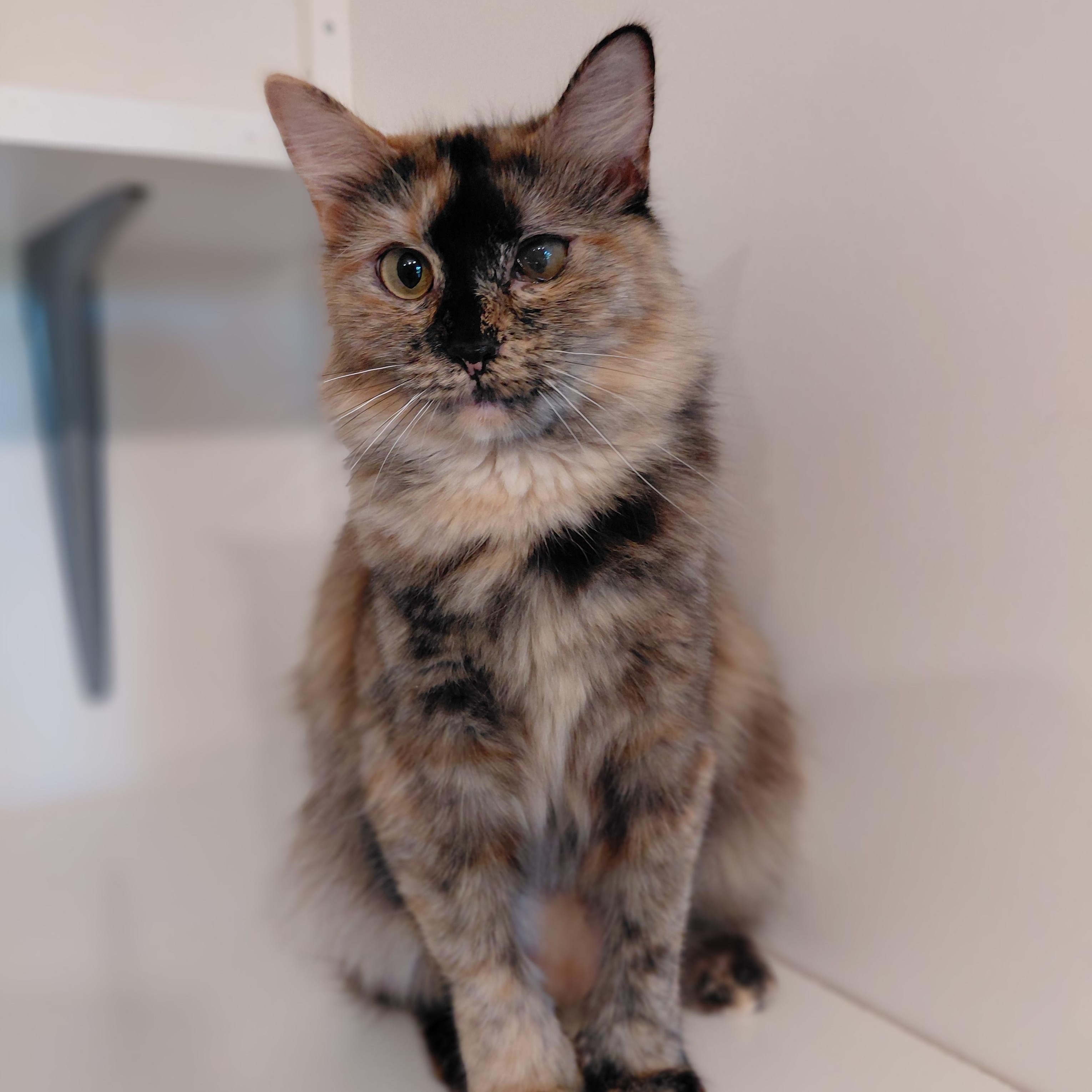 Elara, a ADOPTABLE Domestic Medium Hair in Littleton, NH image 6/6