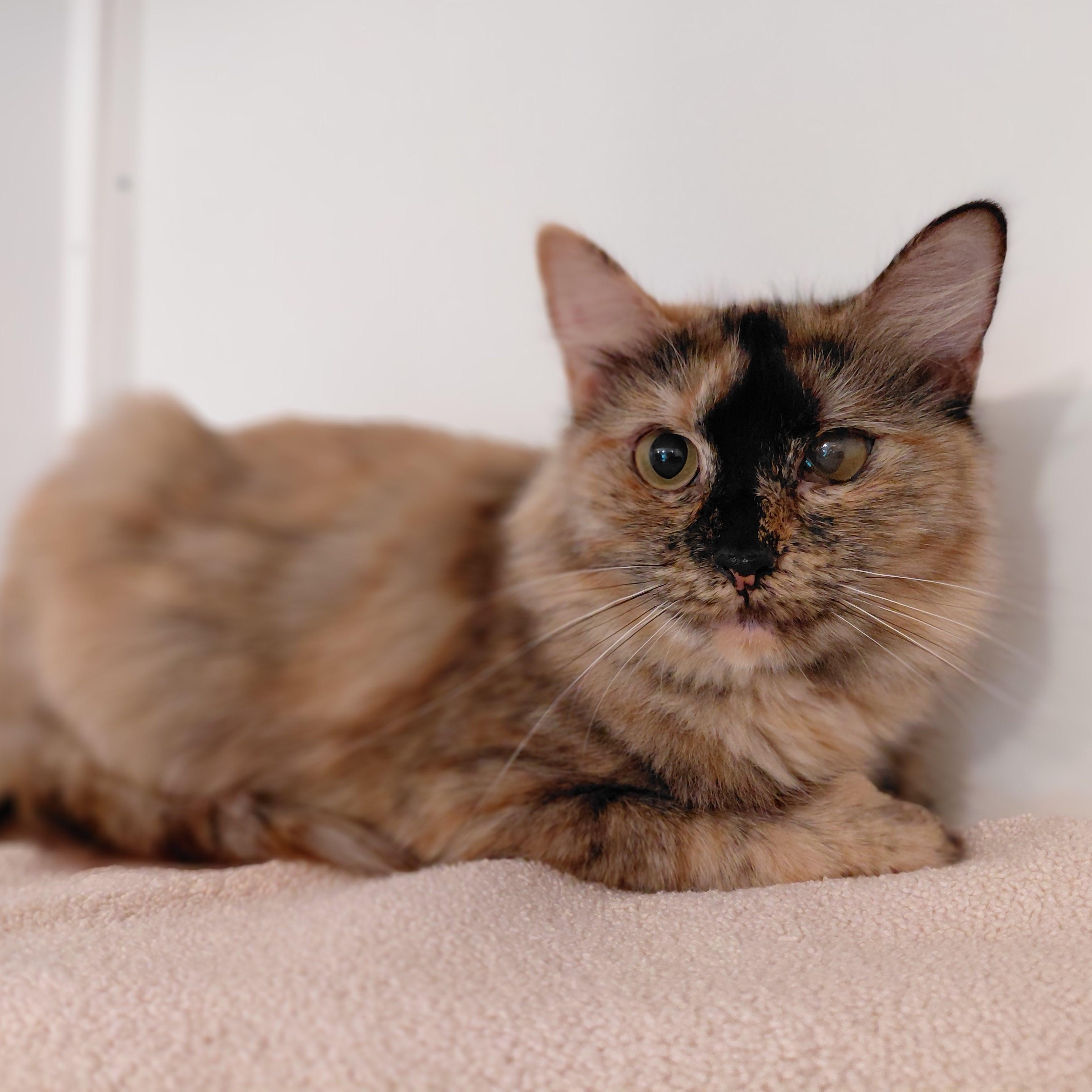Elara, a ADOPTABLE Domestic Medium Hair in Littleton, NH image 1/6