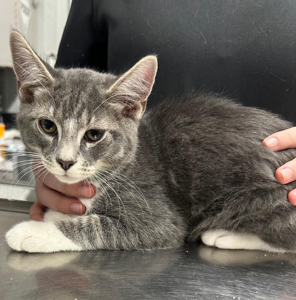 Lincoln, Adoptable, Young Male Domestic Short Hair.