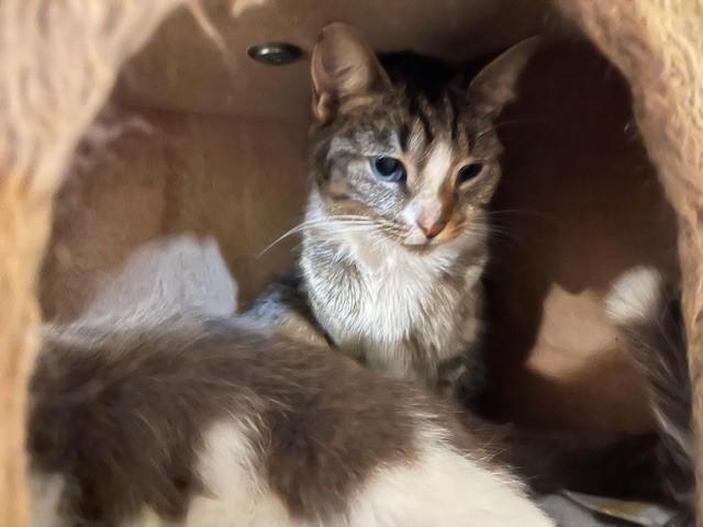 Enlarge Melody, a ADOPTABLE Domestic Short Hair in Caribou, ME image 1/1