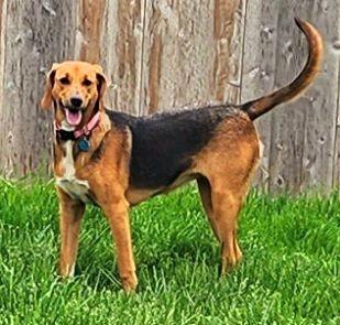 Enlarge Sadie, a Adoptable American Foxhound in Lisbon, IA image 1/6