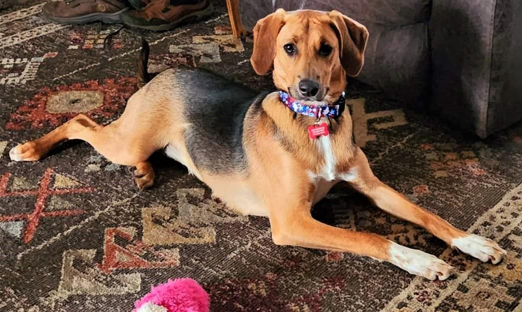 Enlarge Sadie, a Adoptable American Foxhound in Lisbon, IA image 2/6