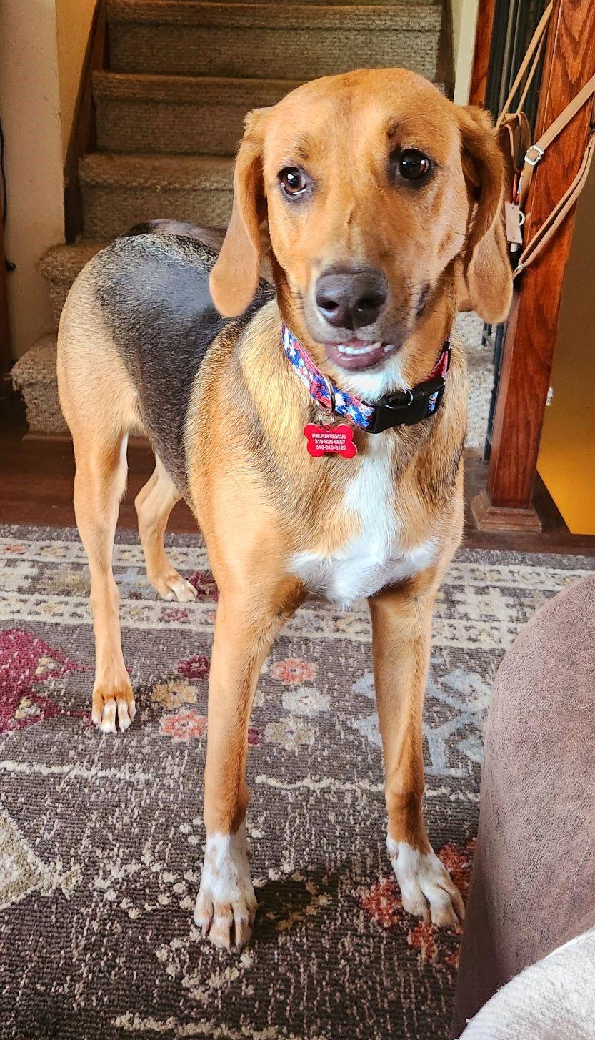 Enlarge Sadie, a Adoptable American Foxhound in Lisbon, IA image 3/6