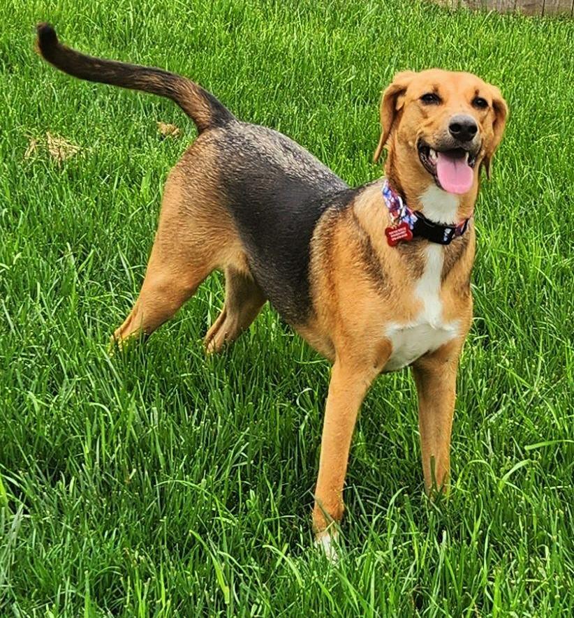 Enlarge Sadie, a Adoptable American Foxhound in Lisbon, IA image 4/6