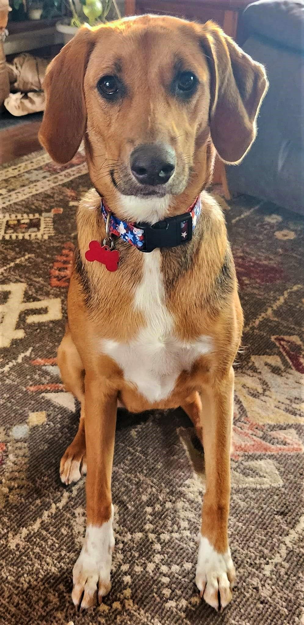 Sadie, Adult Female American Foxhound