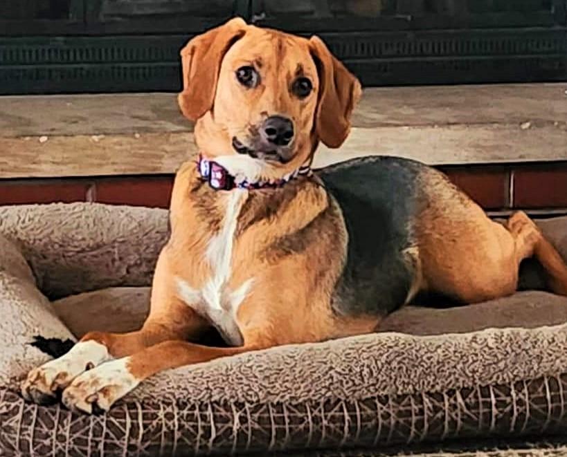 Enlarge Sadie, a Adoptable American Foxhound in Lisbon, IA image 6/6