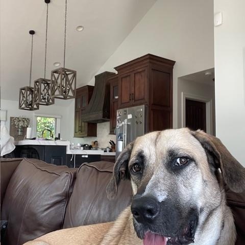 Enlarge Lilly, a ADOPTABLE mixed breed in Massillon, OH image 2/4