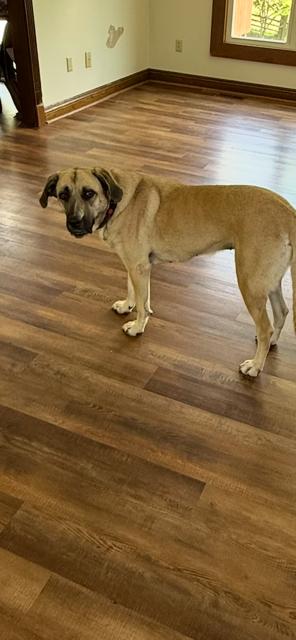 Enlarge Lilly, a ADOPTABLE mixed breed in Massillon, OH image 4/4