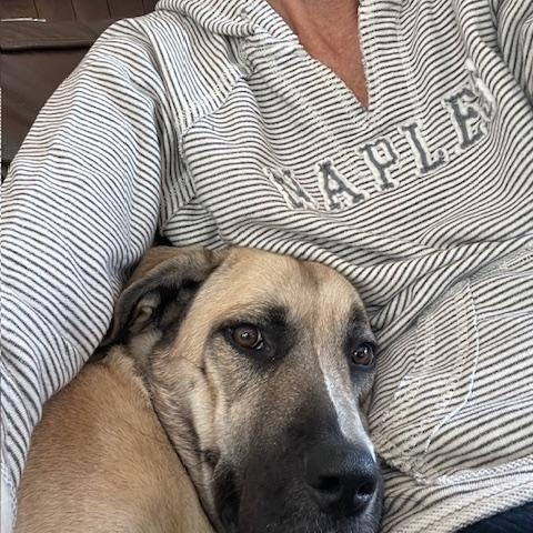 Lilly, ADOPTABLE, Adult Female Anatolian Shepherd.