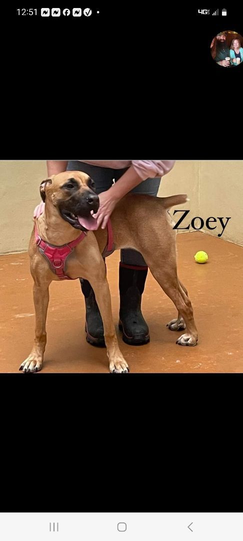 Zoe, Adopted, Young Female Boerboel.