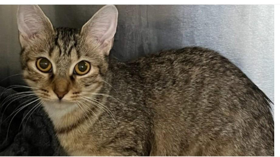 Francescas Domestic Short Hair Cat