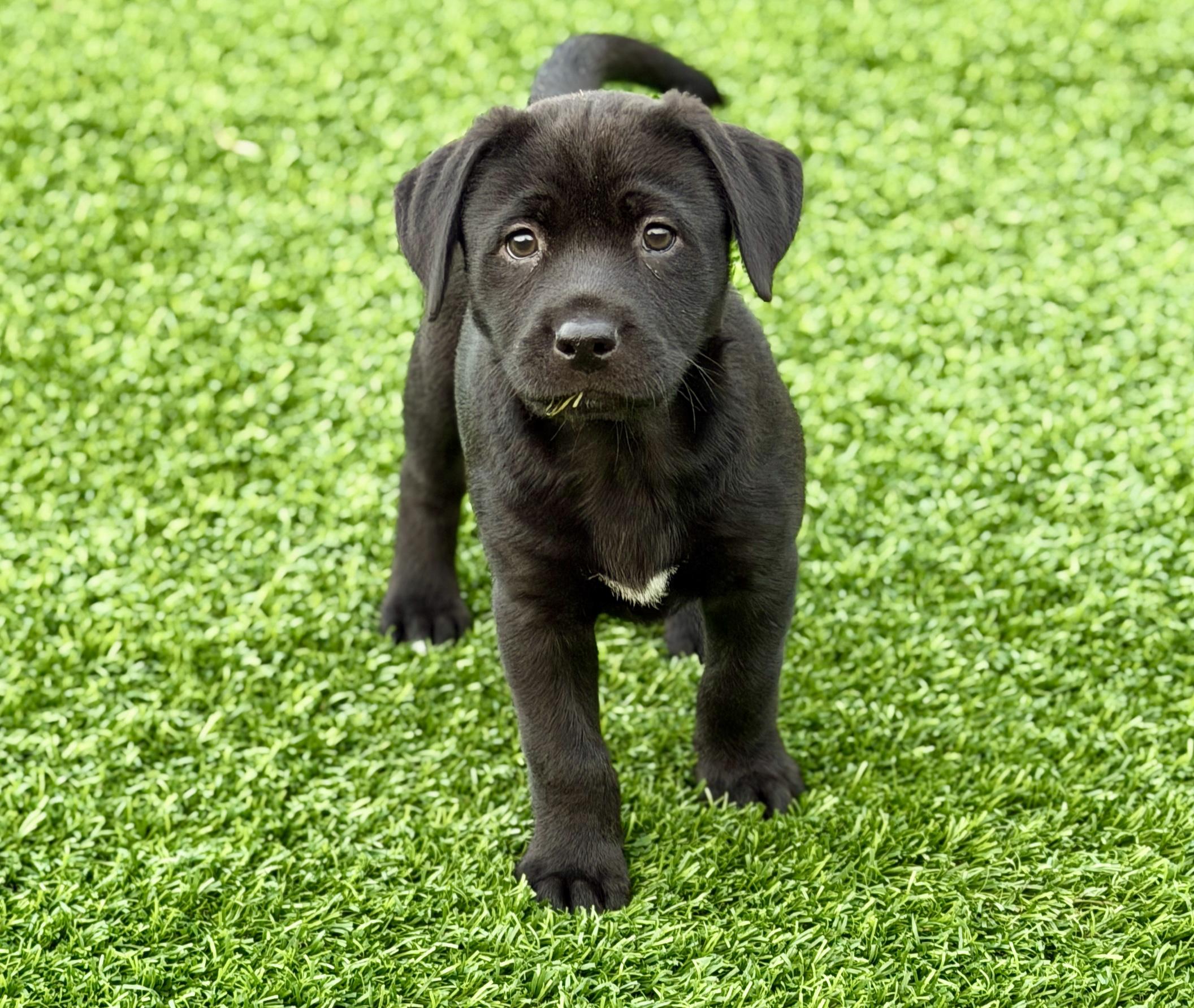 Millie , ADOPTABLE, Puppy Female Mixed Breed.