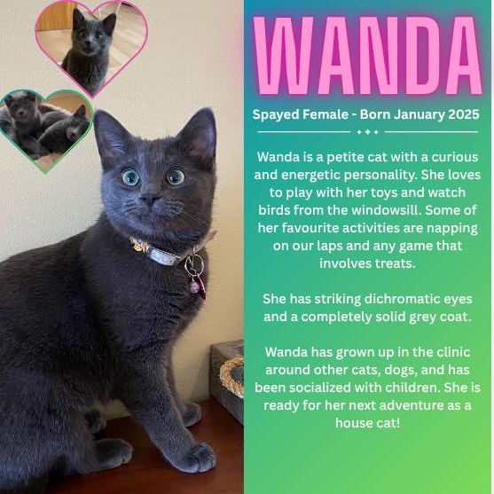 Wanda, Adopted, Young Female Domestic Short Hair.