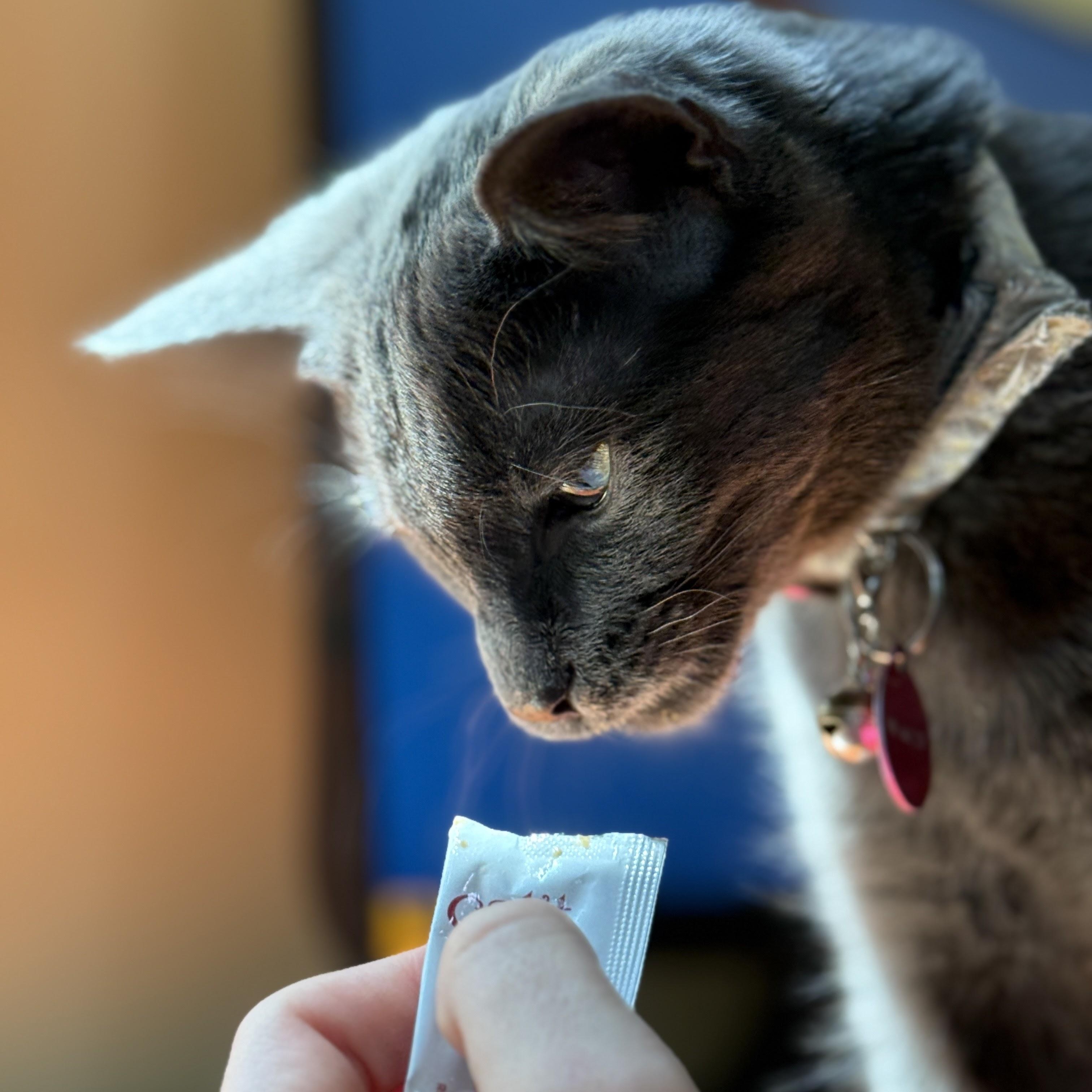 Enlarge Wanda, a Adopted Domestic Short Hair in Sherwood Park, AB image 5/5