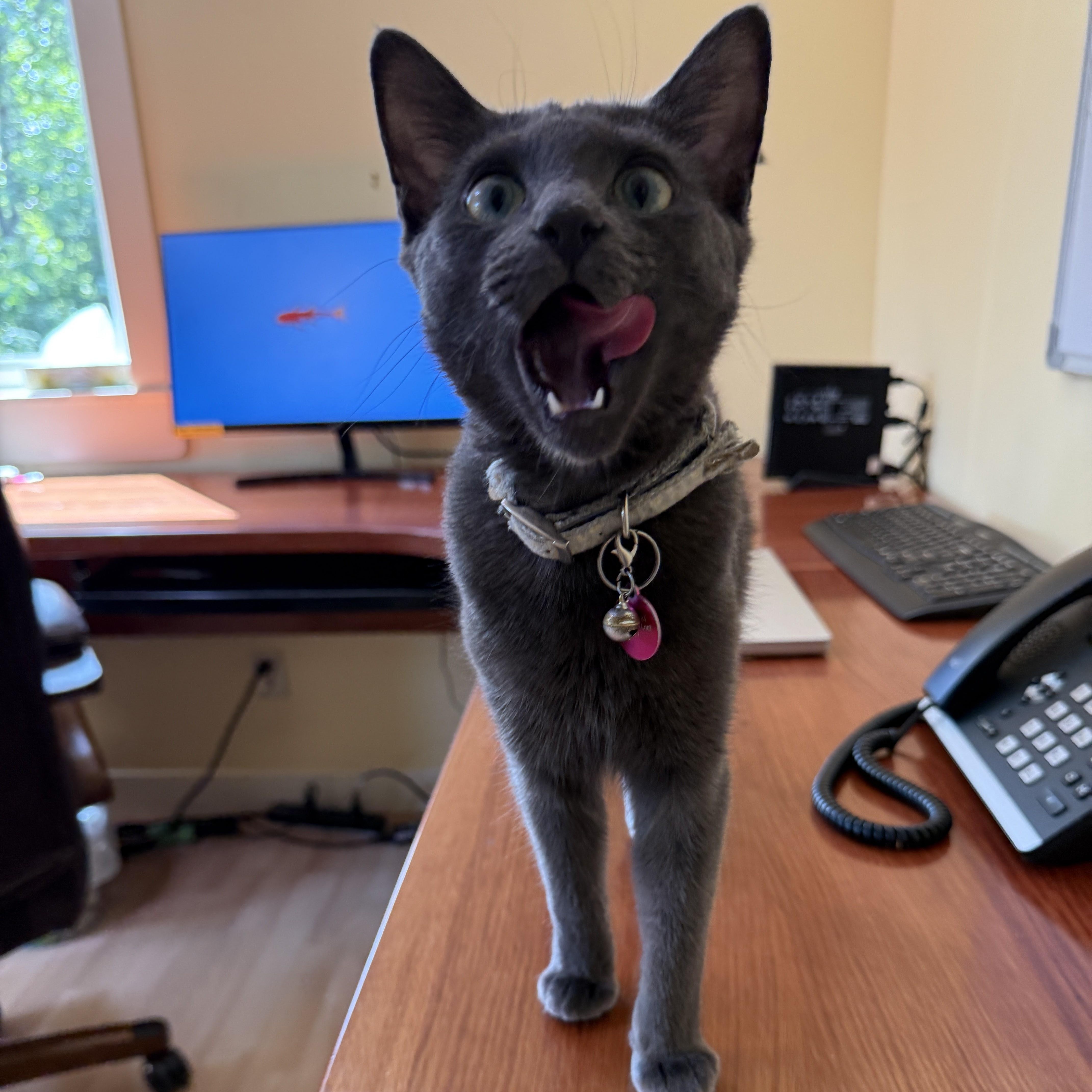 Enlarge Wanda, a Adopted Domestic Short Hair in Sherwood Park, AB image 2/5