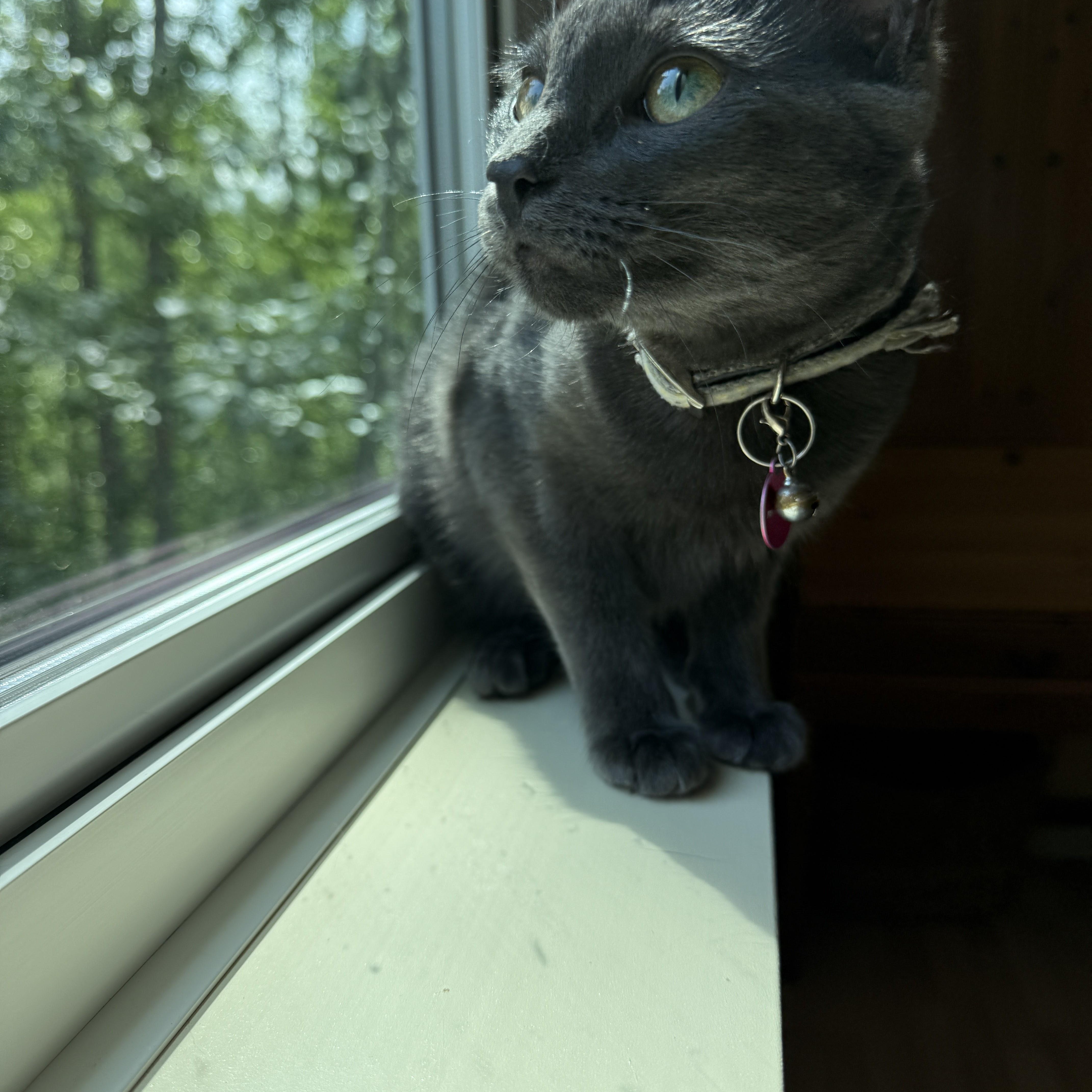 Enlarge Wanda, a Adopted Domestic Short Hair in Sherwood Park, AB image 4/5